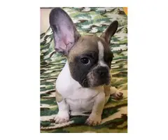 2 months old French bulldog pups ready for forever home - 4