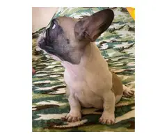 2 months old French bulldog pups ready for forever home - 5