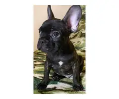 2 months old French bulldog pups ready for forever home - 6