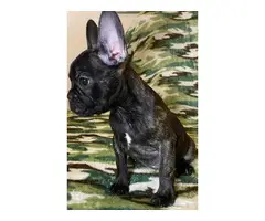 2 months old French bulldog pups ready for forever home - 7