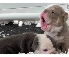 Gorgeous male and female health tested English bulldog pups for re-home - 1