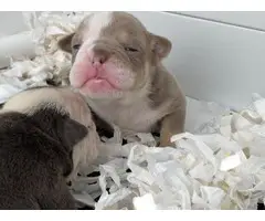 Gorgeous male and female health tested English bulldog pups for re-home - 2