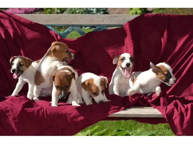 Purebred litter of Jack Russell Terrier puppies to be rehomed