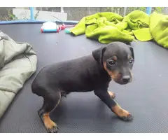 8 weeks Miniature pinscher puppies for sale