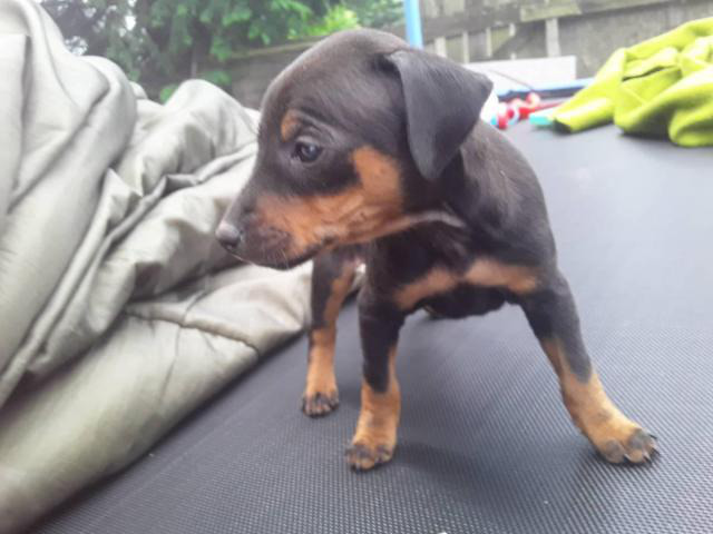 8 weeks Miniature pinscher puppies for sale in Seattle ...