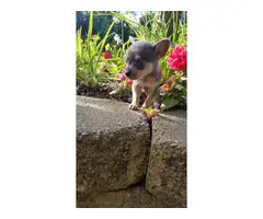 3 males chihuahua puppies available for sale - 2