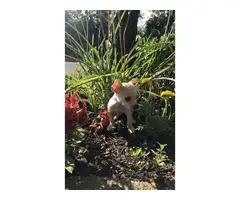 3 males chihuahua puppies available for sale - 3