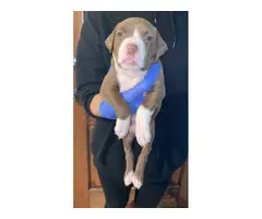 6 weeks old Pit puppies for sale - 2
