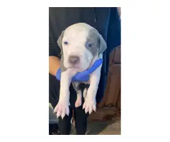 6 weeks old Pit puppies for sale - 4