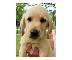 AKC Yellow Lab puppies for sale