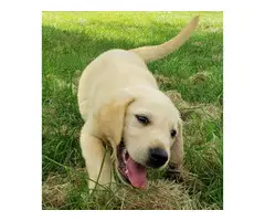 AKC Yellow Lab puppies for sale - 2