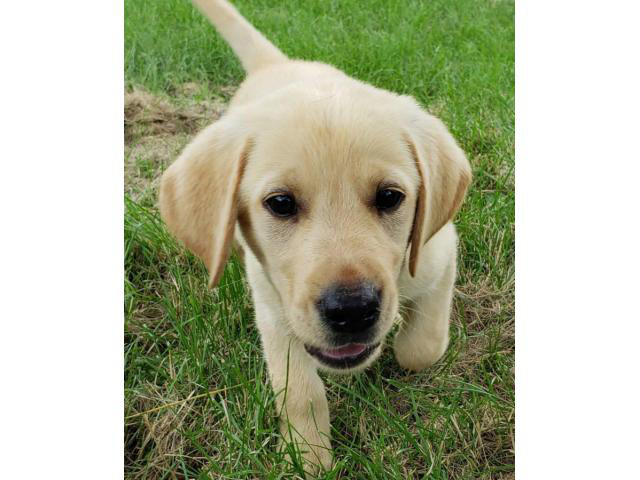 AKC Yellow Lab puppies for sale in Crystal Lake, Illinois - Puppies for