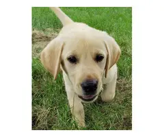 AKC Yellow Lab puppies for sale - 3