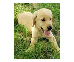 AKC Yellow Lab puppies for sale - 4