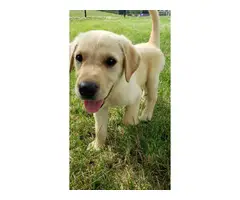 AKC Yellow Lab puppies for sale - 5