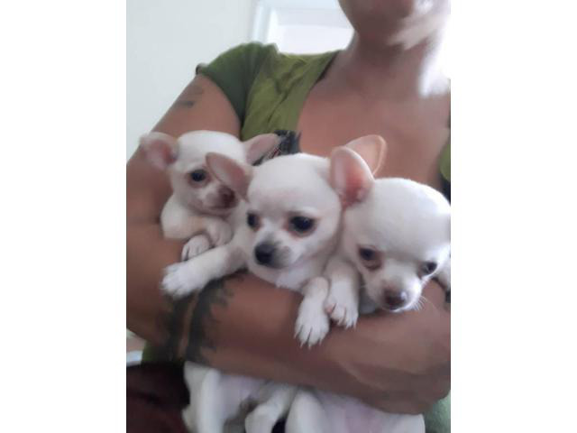 2 Chihuahua female puppies available for rehoming in