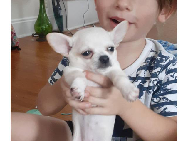 2 Chihuahua female puppies available for rehoming in