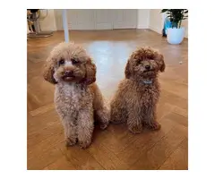 2 lovely poodles for sale now