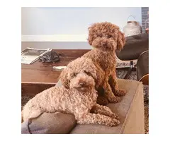 2 lovely poodles for sale now - 2