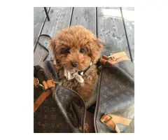 2 lovely poodles for sale now - 4