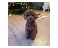 2 lovely poodles for sale now - 6
