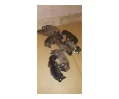 4 brindle and 2 fawn pure bred boxer puppies up for rehoming