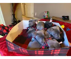 2 months old Labrabull puppies for adoption - 8