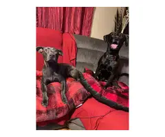 2 months old Labrabull puppies for adoption - 9