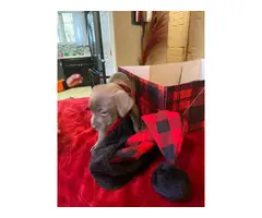 2 months old Labrabull puppies for adoption - 10
