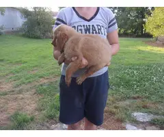 Adorable golden retriever puppies for sale - 2