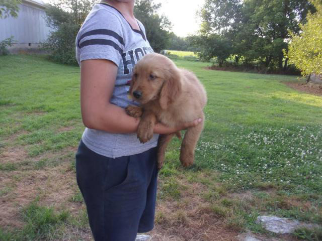 Adorable golden retriever puppies for sale in Cincinnati ...