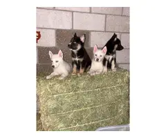 7 weeks old Shepskies ready for their forever homes