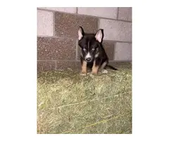 7 weeks old Shepskies ready for their forever homes - 5