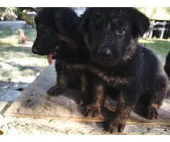 5 AKC registered German Shepherd puppies needing a new home - 2