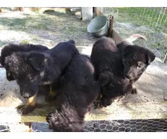 5 AKC registered German Shepherd puppies needing a new home - 3