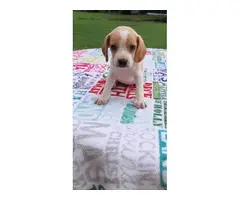 Healthy beagle puppies for sale - 3