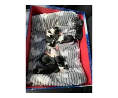 3 girls & 3 boys Party Yorkie puppies available for sale - 2