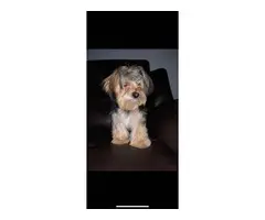 3 girls & 3 boys Party Yorkie puppies available for sale - 8