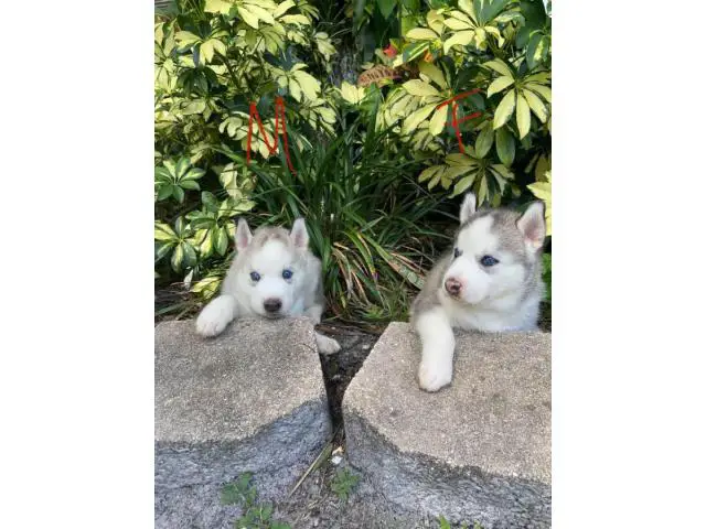 Stunning purebred Siberian Husky puppies for sale