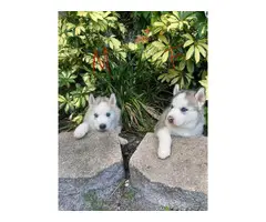 Stunning purebred Siberian Husky puppies for sale