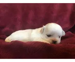 4 cream and white litter of Shih tzu puppies - 4