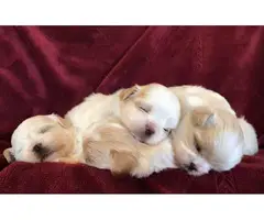 4 cream and white litter of Shih tzu puppies - 6