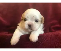 4 cream and white litter of Shih tzu puppies - 8