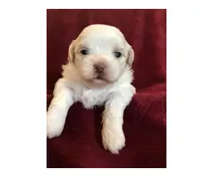 4 cream and white litter of Shih tzu puppies - 9
