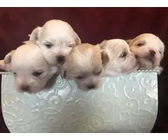 4 cream and white litter of Shih tzu puppies - 10