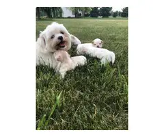 4 cream and white litter of Shih tzu puppies - 13