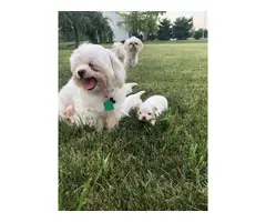 4 cream and white litter of Shih tzu puppies - 14