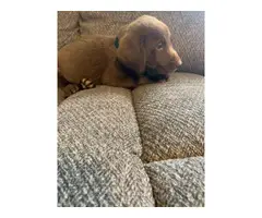 3 males 4 females AKC Lab puppies ready for new home - 14