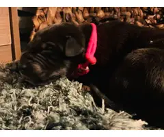 Adorable Great Dane puppies to be rehomed - 3