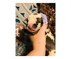 Adorable Great Dane puppies to be rehomed - 4